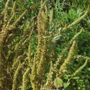 Amaranthus powellii S. WatsonAmaranthus powellii S. Watson