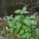Scrophularia herminii Hoffmanns. & LinkScrophularia herminii Hoffmanns. & Link