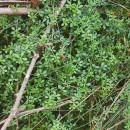 Galium saxatile L.Galium saxatile L.