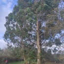 Eucalyptus macarthurii H. Deane & MaidenEucalyptus macarthurii H. Deane & Maiden