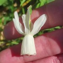 Narcissus triandrus L. subsp. triandrusNarcissus triandrus L. subsp. triandrus