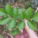 Sambucus nigra L.Sambucus nigra L.