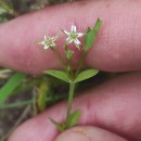 Stellaria alsine GrimmStellaria alsine Grimm