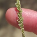 Sporobolus indicus (L.) R. Br.Sporobolus indicus (L.) R. Br.