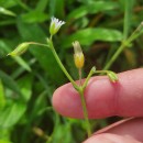 Cerastium fontanum Baumg. subsp. vulgare (Hartm.) Greuter & BurdetCerastium fontanum Baumg. subsp. vulgare (Hartm.) Greuter & Burdet