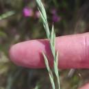 Festuca summilusitana Franco & Rocha AfonsoFestuca summilusitana Franco & Rocha Afonso