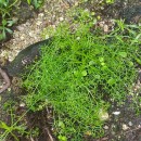 Tripleurospermum maritimum (L.) KochTripleurospermum maritimum (L.) Koch