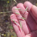 Avena barbata Pott subsp. barbataAvena barbata Pott subsp. barbata
