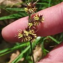 Luzula multiflora (Ehrh.) Lej.Luzula multiflora (Ehrh.) Lej.