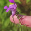 Linaria triornithophora (L.) Willd.Linaria triornithophora (L.) Willd.