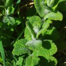 Mentha suaveolens Ehrh.Mentha suaveolens Ehrh.