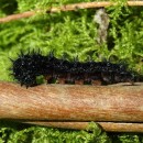 Euphydryas aurinia (Rottemburg, 1775)Euphydryas aurinia (Rottemburg, 1775)