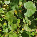 Populus x canadensis MoenchPopulus x canadensis Moench