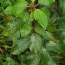 Frangula alnus Mill.Frangula alnus Mill.