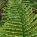 Dryopteris affinis - Grupo (Lowe) Fraser-JenkinsDryopteris affinis - Grupo (Lowe) Fraser-Jenkins