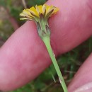 Hypochaeris glabra L.Hypochaeris glabra L.