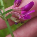 Vicia sativa L. subsp. nigra Ehrh.Vicia sativa L. subsp. nigra Ehrh.