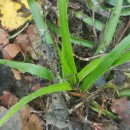 Luzula sylvatica (Huds.) Gaudin subsp. henriquesii (Degen) P. SilvaLuzula sylvatica (Huds.) Gaudin subsp. henriquesii (Degen) P. Silva