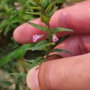 Scutellaria minor Huds.Scutellaria minor Huds.