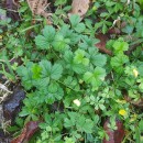 Potentilla erecta (L.) Raeusch.Potentilla erecta (L.) Raeusch.