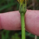 Hypochaeris radicata L.Hypochaeris radicata L.