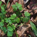 Aquilegia vulgaris L.Aquilegia vulgaris L.