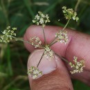 Peucedanum lancifolium LangePeucedanum lancifolium Lange