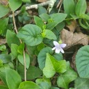 Viola riviniana Reichenb.Viola riviniana Reichenb.