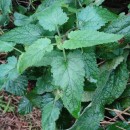 Scrophularia scorodonia L.Scrophularia scorodonia L.