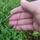 Paspalum dilatatum Poir.Paspalum dilatatum Poir.