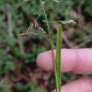 Poa annua L.Poa annua L.