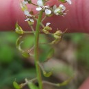 Lepidium heterophyllum Benth.Lepidium heterophyllum Benth.