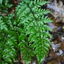 Cystopteris diaphana (Bory) BlasdellCystopteris diaphana (Bory) Blasdell