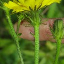 Picris hieracioides L.Picris hieracioides L.