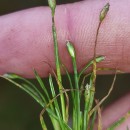 Isolepis fluitans (L.) R.Br.Isolepis fluitans (L.) R.Br.