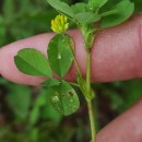 Trifolium dubium Sibth.Trifolium dubium Sibth.