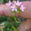 Centaurium erythraea  RafnCentaurium erythraea  Rafn