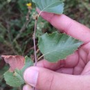 Betula celtiberica Rothm. & Vasc.Betula celtiberica Rothm. & Vasc.