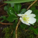 Anemone nemorosa L.Anemone nemorosa L.