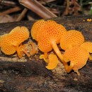 Favolaschia calocera R. Heim 1945Favolaschia calocera R. Heim 1945