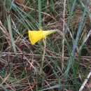 Narcissus bulbocodium L.Narcissus bulbocodium L.