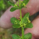 Cruciata glabra (L.) Ehrend. subsp. hirticaulis (Beck) Natali & JeanmCruciata glabra (L.) Ehrend. subsp. hirticaulis (Beck) Natali & Jeanm