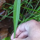 Plantago lanceolata L.Plantago lanceolata L.