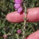 Erica tetralix L.Erica tetralix L.