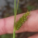 Carex laevigata Sm.Carex laevigata Sm.