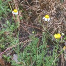 Chamaemelum nobile (L.) All.Chamaemelum nobile (L.) All.