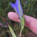 Gentiana pneumonanthe L.Gentiana pneumonanthe L.