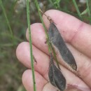 Cytisus scoparius (L.) LinkCytisus scoparius (L.) Link