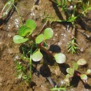 Lythrum portula (L.) D.A. WebbLythrum portula (L.) D.A. Webb