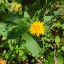 Calendula arvensis L.Calendula arvensis L.